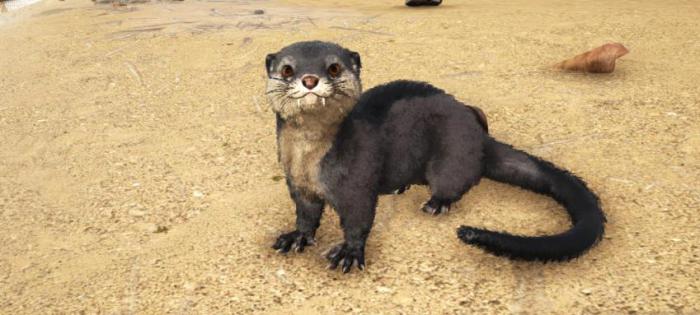 方舟生存进化水獭怎么驯服2