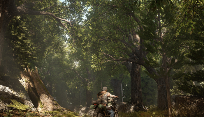 往日不再杉树幼苗怎么收集1