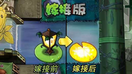 《植物大战僵尸嫁接版》新植物路灯花荷叶介绍1