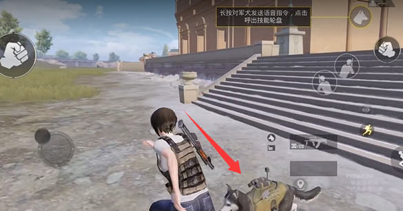 和平精英战斗军犬怎么玩3