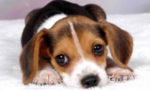 佩洛是什么种族?4