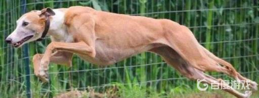 佩洛是什么种族?8