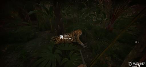 丛林地狱如何驯服美洲豹?2