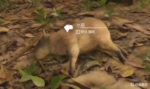 绿色地狱怎么养动物?7