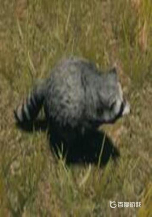 森林浣熊在哪些地方能刷?3