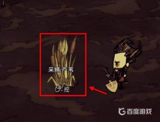 饥荒芦苇怎么移植?4