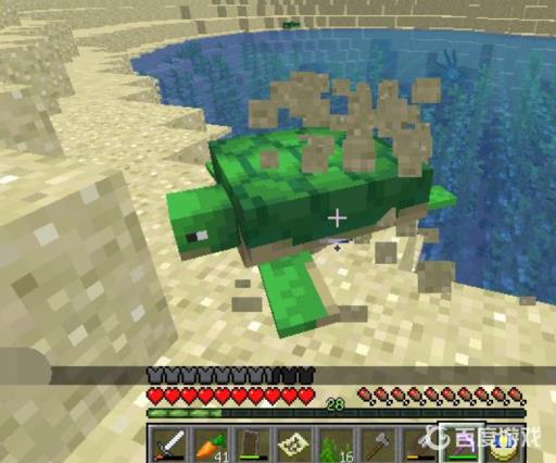 我的世界海龟孵化后在哪?2