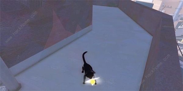 小猫咪大城市向日葵帽在哪6